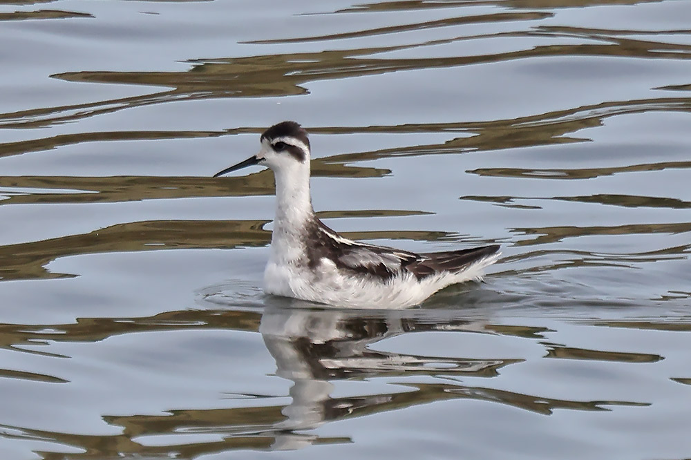 Red-necked phalarope